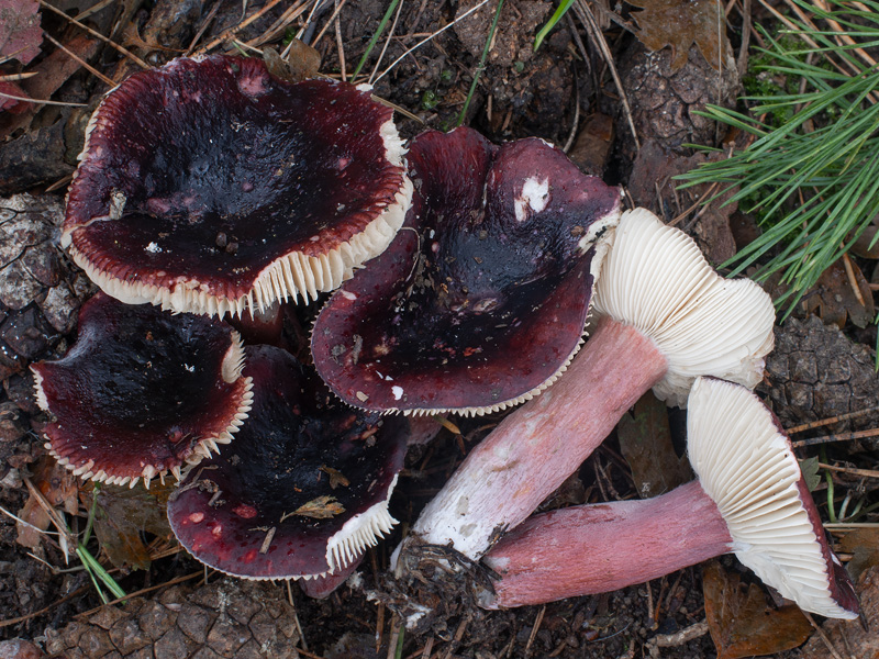 Russula torulosa